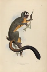 Vitoe Nyctipithecus Infulatus